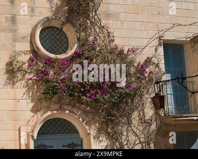 Facciata con piante rampicanti e finestre rotonde in un'atmosfera mediterranea, la città di mdina sull'isola di malta con case storiche Foto Stock