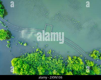 Una vista aerea di una tranquilla oasi boschiva, caratterizzata da un sentiero in legno sommerso da acqua verde. Foto Stock