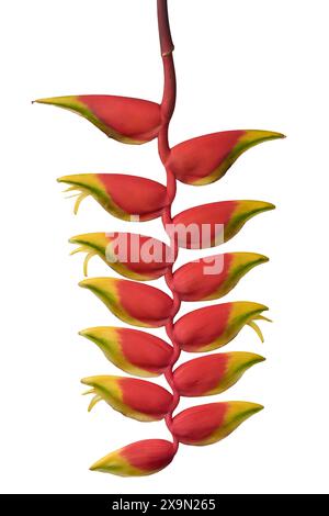 fiore di heliconia sfondo bianco isolato, artiglio di aragosta appeso, falso uccello del paradiso o piantagione selvatico, pianta esotica tropicale vibrante di lunga durata Foto Stock