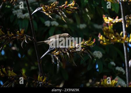 Campanello neozelandese (Māori nomi korimako, makomako e kōmako) sul lino neozelandese (harakeke). È endemica della nuova Zelanda. Anthornis melanura. Foto Stock