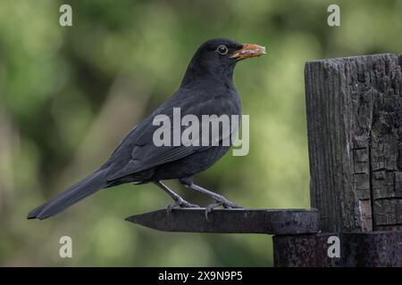 Un ritratto di profilo di un uccello nero maschio, Turdus merula, poggia su una vecchia cerniera metallica. Ha del cibo nel becco. Uno sfondo sfocato naturale ha una s. Foto Stock