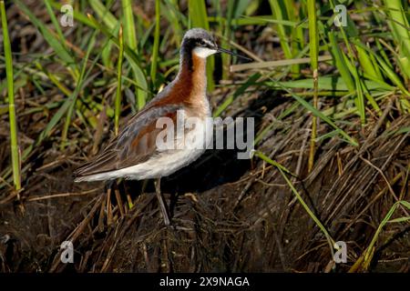 Wilson's Phalarope (Phalaropus tricolor) a Camas Prairie Centennial Marsh Idaho 31 maggio 2024. Foto Stock