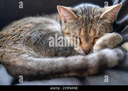 Gatto sonnolento Foto Stock