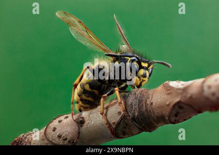 Metti a fuoco l'immagine sovrapposta di una singola vespa comune (Vespula vulgaris) seduta su un ramoscello fotografata con ingrandimento 1:1. Foto Stock