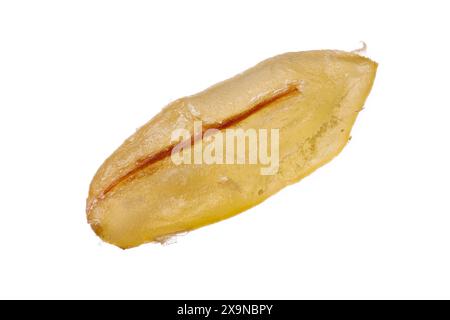 Metti a fuoco l'immagine sovrapposta di un singolo granello di grano bulgur fotografato con ingrandimento 3:1 su sfondo bianco. Foto Stock