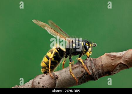 Metti a fuoco l'immagine sovrapposta di una singola vespa comune (Vespula vulgaris) seduta su un ramoscello su sfondo verde. Foto Stock