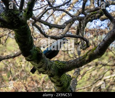 Nuova Zelanda tui che canta nell'albero invernale gnarled. I TUI sono uccelli noti per la loro canzone e si trovano solo ad Aotearoa in nuova Zelanda. Foto Stock