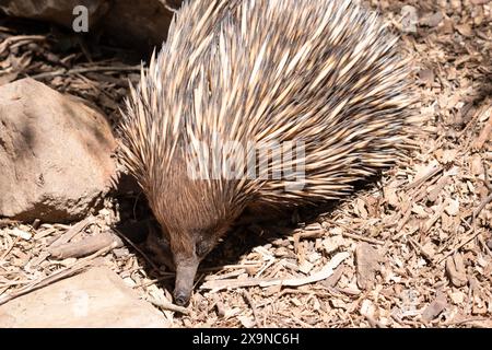 l'echidna dal naso corto ha piedi e spine dalla forte artigliatura sulla parte superiore di un corpo brunastro Foto Stock