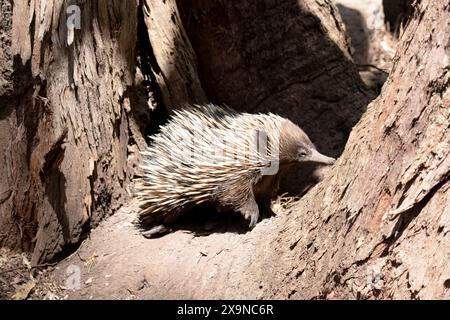 l'echidna dal naso corto ha piedi e spine dalla forte artigliatura sulla parte superiore di un corpo brunastro Foto Stock