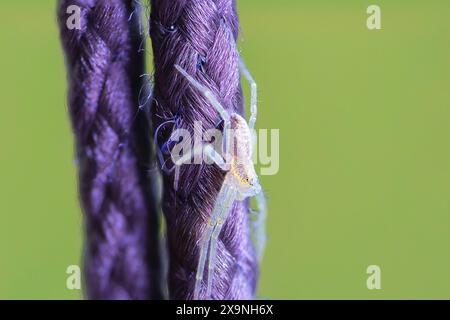 Foto macro del ragno del granchio del nord, immagine della pila di messa a fuoco (Mecaphesa asperata) Foto Stock