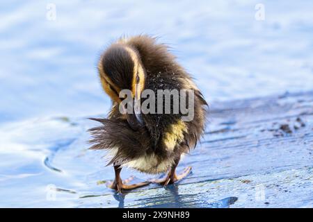 Il giovane mallard si prepara su un ponte di legno presso lo stagno delle anatre (Anas platyrhynchos) Foto Stock