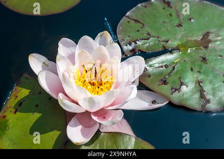 Una comune damigella blu che poggia su una ninfea. Foto Stock