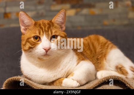 Un gatto sta posando su una coperta con la testa inclinata lateralmente. Il gatto sembra essere rilassato e confortevole Foto Stock