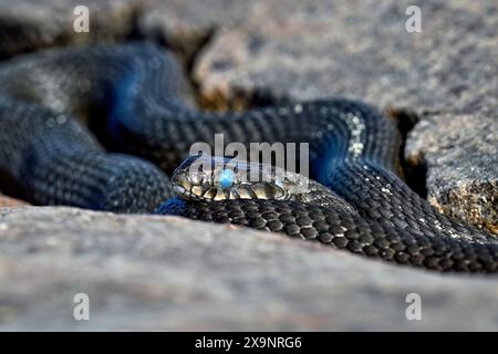 Il serpente d'erba è pronto a eliminare la vecchia pelle Foto Stock