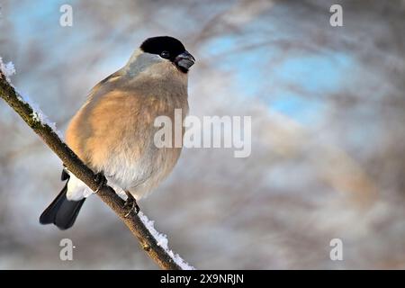 Bullfinch eurasiatico in inverno Foto Stock