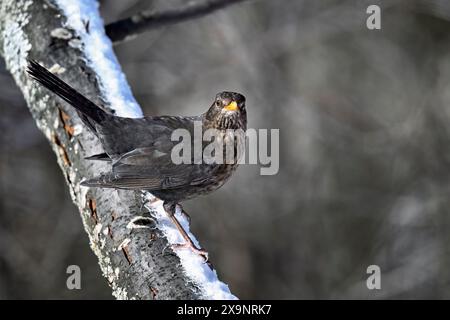 Merlo in inverno Foto Stock