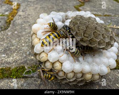 Vespe nel nido che schiudono i giovani nella fauna selvatica Foto Stock