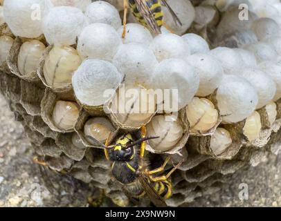 Vespe nel nido che schiudono i giovani Foto Stock