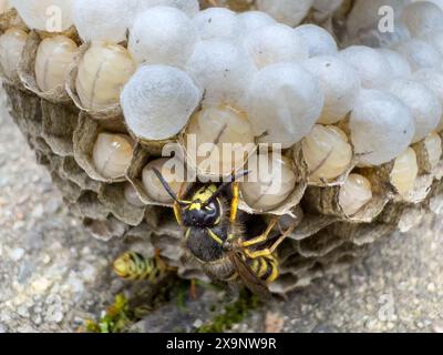 Vespe nel nido che schiudono i giovani nella fauna selvatica Foto Stock