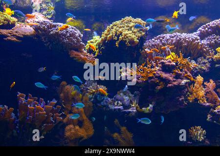 Vivace acquario con diverse specie di pesci e colorate formazioni coralline. Incredibile natura subacquea Foto Stock