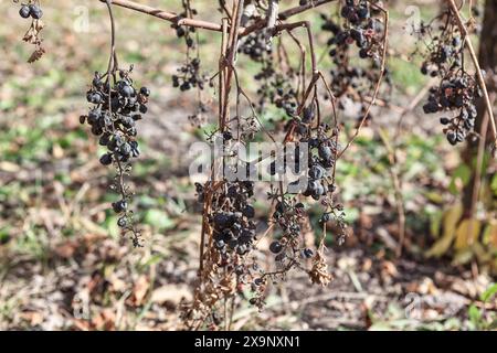 Uva secca su una vite che presenta segni di cattivo raccolto. Uva nera incolta Foto Stock