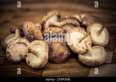 Funghi shiitake Lentinula edodes su legno di ulivo Foto Stock