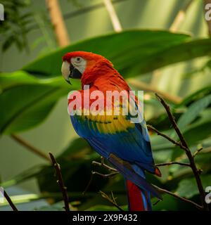 scarlet macaw su un ramo nel bosco Foto Stock