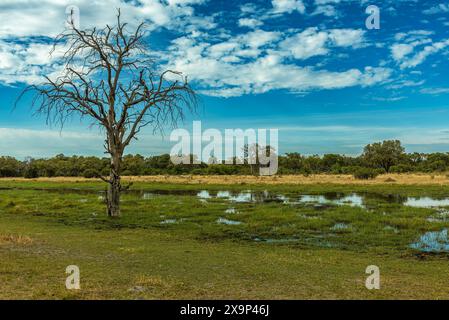 Splendido paesaggio sul fiume Khwai, Botswana Foto Stock