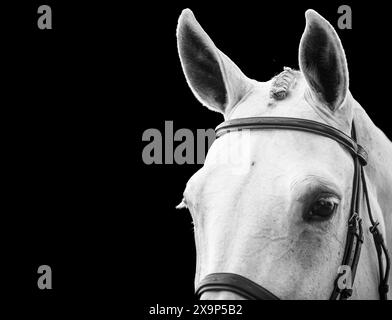 Un cavallo grigio è stato bagnato, intrecciato, truccato e pronto a gareggiare in un evento equestre di salto ostacoli in Canada. Foto Stock