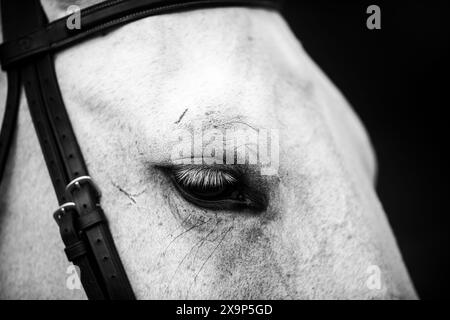 Un cavallo grigio è stato bagnato, intrecciato, truccato e pronto a gareggiare in un evento equestre di salto ostacoli in Canada. Foto Stock