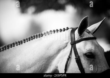 Un cavallo grigio è stato bagnato, intrecciato, truccato e pronto a gareggiare in un evento equestre di salto ostacoli in Canada. Foto Stock