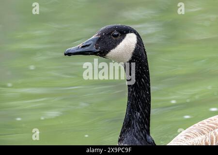 Primo piano di oca canadese con gocce d'acqua sulla testa e sul collo, Bow River, Calgary, Alberta, Canada Foto Stock