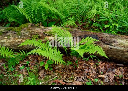 Felci verdi brillanti appena emerse che crescono fuori dal terreno forestale circondate da foglie cadute e da una vista ravvicinata di tronchi marcienti in primavera Foto Stock