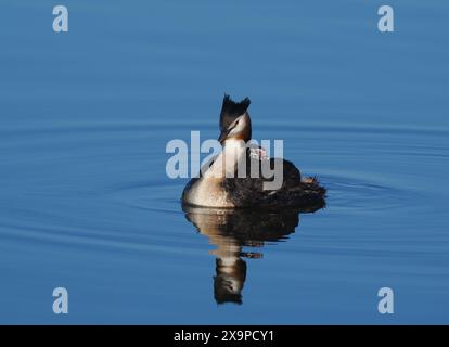 Questa coppia di grebe sembra avere un solo pulcino, attualmente nutrito di piccole morse. Foto Stock