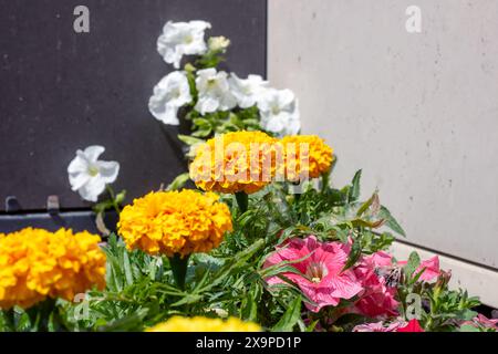 Il mazzo contiene vari fiori, come quelli gialli e bianchi. Parole chiave Fiore, pianta, petalo, pianta di Fiore, erba, Groundcover, disposizione dei fiori, Foto Stock