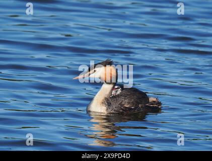 Questa coppia di grebe sembra avere un solo pulcino, attualmente nutrito di piccole morse. Foto Stock