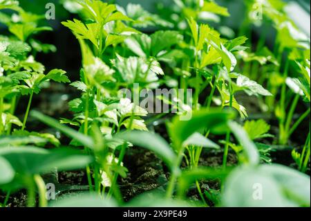 Primo piano di fresche e giovani piante di prezzemolo che prosperano nel fertile terreno del giardino, catturando le loro foglie verdi lussureggianti e l'ambiente naturale di crescita sotto la luce Foto Stock