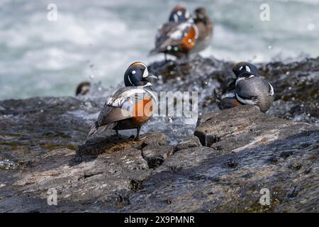 Anatra di Harlequin maschio che riposa su una roccia a LeHardy Rapids nel parco nazionale di Yellowstone Foto Stock