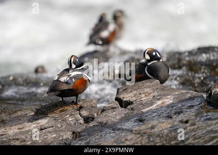 Anatra di Harlequin maschio che riposa su una roccia a LeHardy Rapids nel parco nazionale di Yellowstone Foto Stock