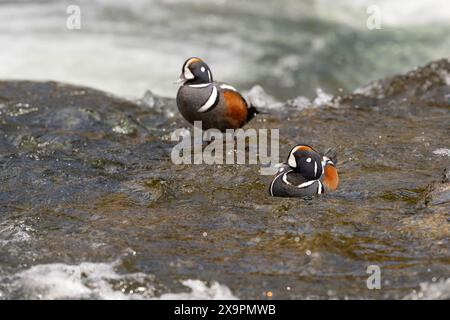 Due anatre harlequin maschi riposano al LeHardy Rapids Yellowstone National Park Foto Stock