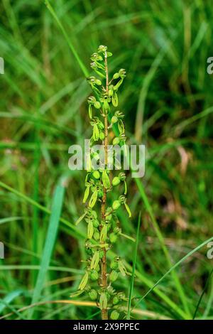 Orchidea comune Twayblade (Neottia ovata) - sud-Touraine, Francia centrale. Foto Stock