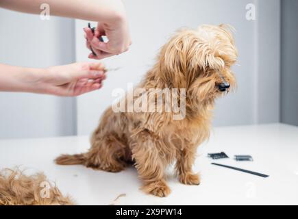 ritratto di un giovane terrier dorato in un salone di cura dei cani. Le mani del parrucchiere rimuovono una ciocca di capelli Foto Stock