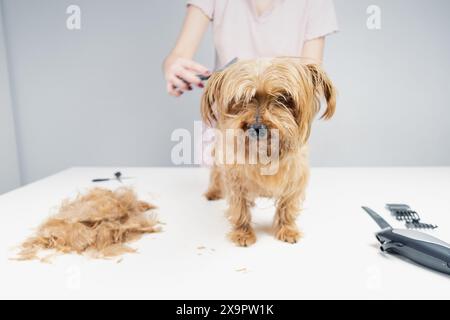 Vista frontale di un giovane cane che taglia i capelli di un terrier dorato con attrezzi per la cura del cane su uno sfondo bianco e pulito Foto Stock