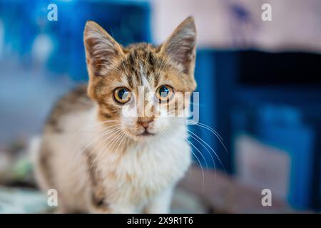 Kitty in un bar che sembra macchina fotografica, gatto randagio in strada di Fethiye, animali senzatetto urbani in Turchia Foto Stock