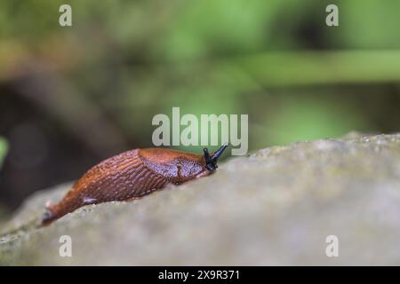 Lumaca rossa spagnola (Arion vulgaris) strisciando su una pietra nel giardino, l'animale mollusca è un parassita temuto tra i giardinieri e provoca anche il mangiare damag Foto Stock