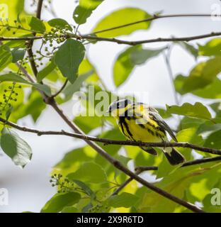 Maschio Magnolia Warbler in un habitat verde in primavera in Ontario Foto Stock