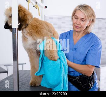 Donna matura parrucchiere salvietta cucciolo di cane afghano nel parrucchiere per cani Foto Stock