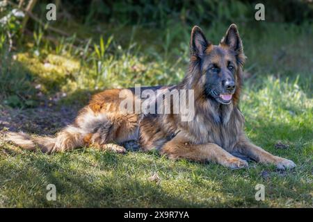 Bellissimo pastore tedesco dai capelli lunghi steso sull'erba. Foto Stock