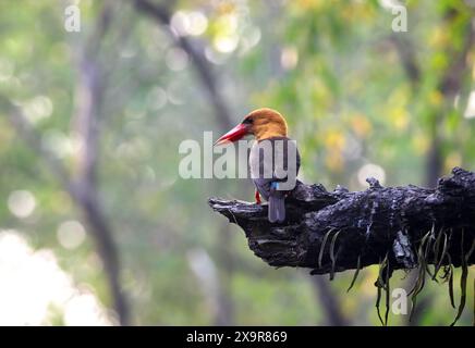Foto dell'uccello kingfisher con ali marroni. Questa foto è stata scattata dal parco nazionale di sundarbans, Bangladesh. Foto Stock