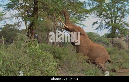 pascal, toro elefante africano maturo, accovacciato sulle zampe posteriori e usa il suo tronco per raggiungere e spezzare le foglie nel santuario della kimana selvaggia, kenya Foto Stock